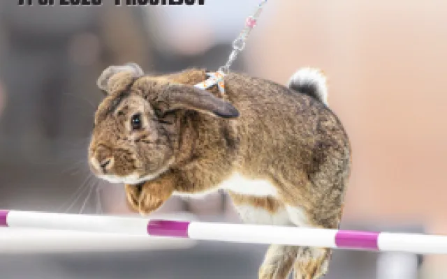 Mistrovství ČR v králičím hopu 2026