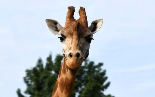 Velikonoční tradice a komentovaná krmení v areálu zoo