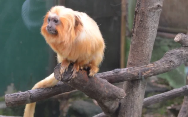 zoo2 – kopie