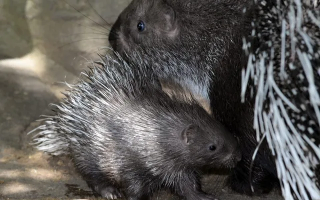 zoo Olomouc
