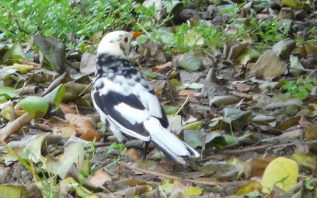 Leucistní kos černý (Turdus merula), foto J. Šafránek