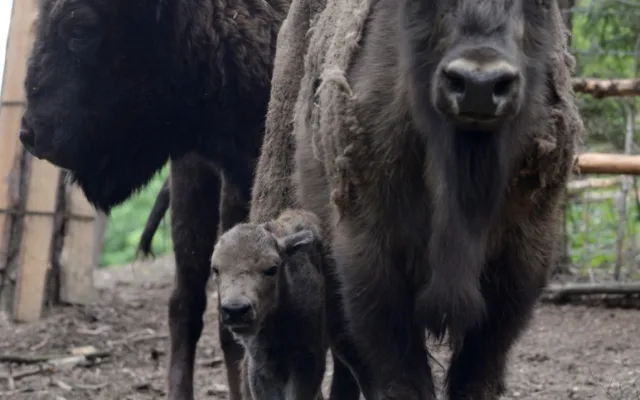V olomoucké Zoo mají důvod k oslavám, po půl století se jim narodilo mládě zubra