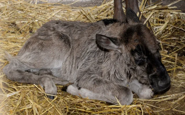 Galerie: V olomoucké zoo se narodila celkem tři mláďata pakoně běloocasého