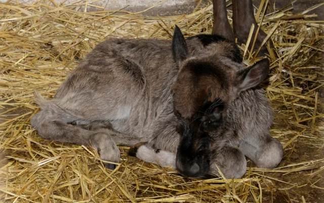 Galerie: V olomoucké zoo se narodila celkem tři mláďata pakoně běloocasého