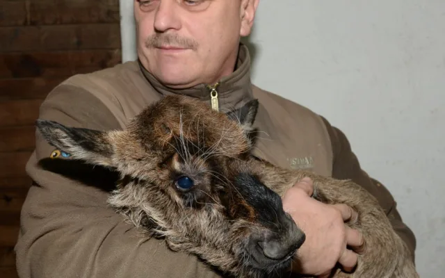 Galerie: V olomoucké zoo se narodila celkem tři mláďata pakoně běloocasého