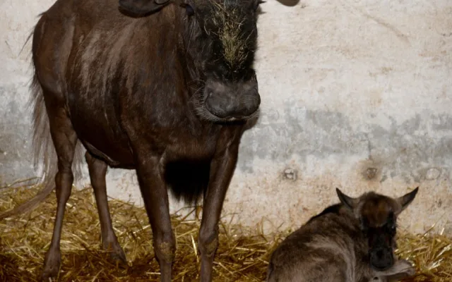 Galerie: V olomoucké zoo se narodila celkem tři mláďata pakoně běloocasého
