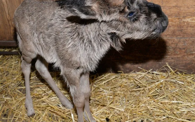 Galerie: V olomoucké zoo se narodila celkem tři mláďata pakoně běloocasého