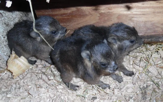 V olomoucké zoo se narodila mláďata damanů skalních