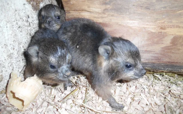 V olomoucké zoo se narodila mláďata damanů skalních