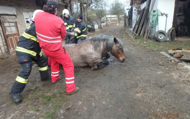 Uvíznutý kůň
