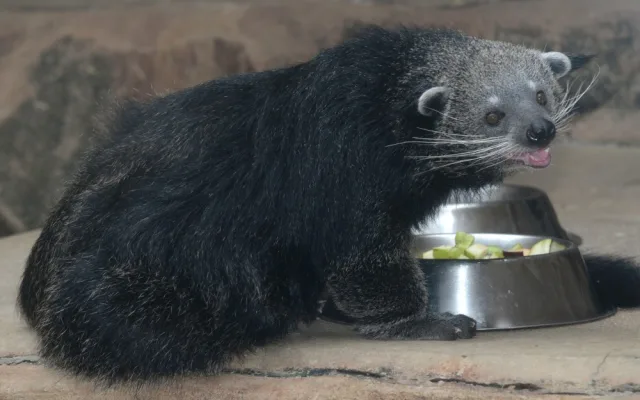 Dorotka, mládě binturongů z olomoucké zoo, už má nový domov – Zoo Tregomeur ve Francii