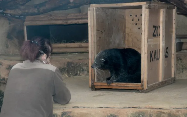 Dorotka, mládě binturongů z olomoucké zoo, už má nový domov – Zoo Tregomeur ve Francii