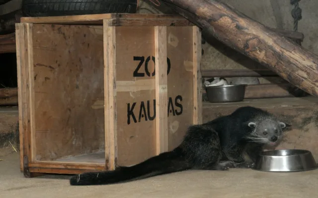 Dorotka, mládě binturongů z olomoucké zoo, už má nový domov – Zoo Tregomeur ve Francii