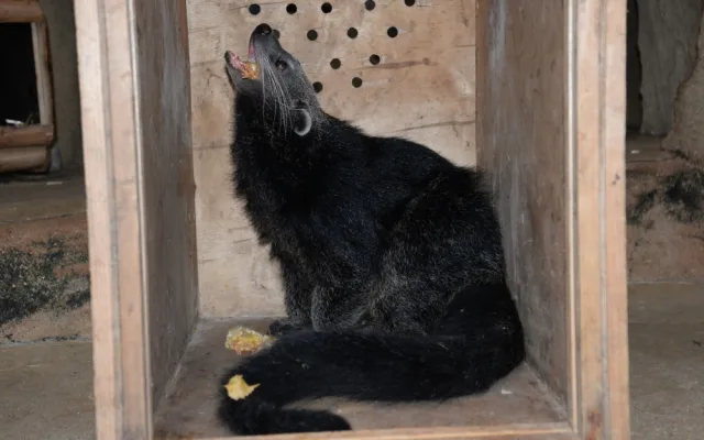 Dorotka, mládě binturongů z olomoucké zoo, už má nový domov – Zoo Tregomeur ve Francii