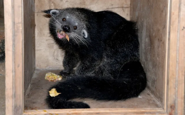 Dorotka, mládě binturongů z olomoucké zoo, už má nový domov – Zoo Tregomeur ve Francii