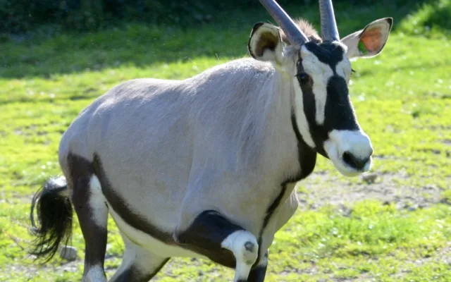 FOTOGALERIE: Oryxi jihoameričtí byli opět vypuštěni do venkovního afrického výběhu