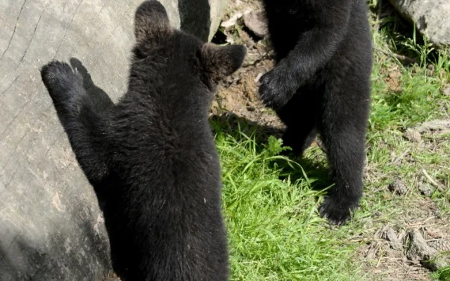 FOTO: Medvíďata vylezla ze svých brlohů a užívají si venkovní výběh