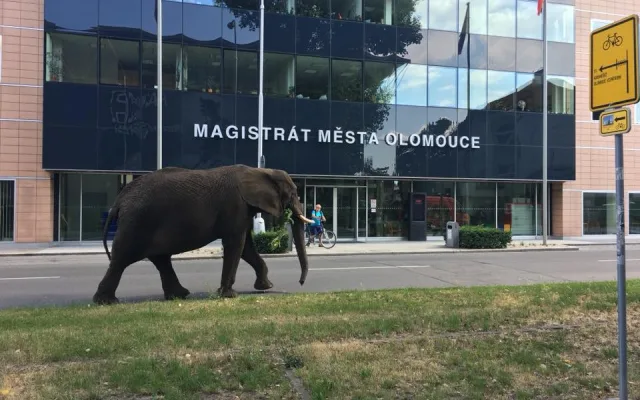 Sloni v centru města překvapili místní i turisty. Podle strážníků se celá akce obešla bez komplikací