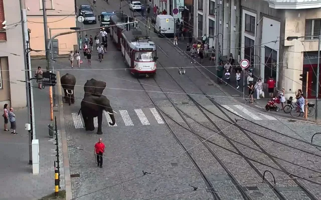 Sloni v centru města překvapili místní i turisty. Podle strážníků se celá akce obešla bez komplikací