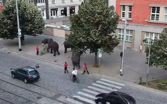 Sloni v centru města překvapili místní i turisty. Podle strážníků se celá akce obešla bez komplikací
