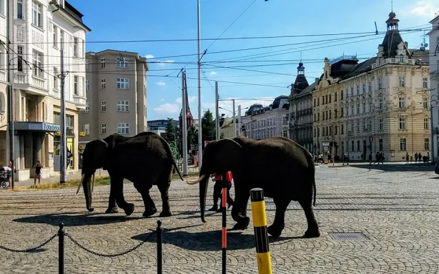 Sloni v centru města překvapili místní i turisty. Podle strážníků se celá akce obešla bez komplikací