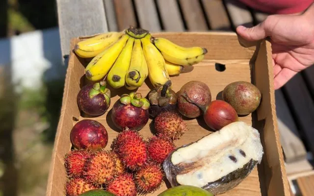 V areálu Letního kina se bude ochutnávat exotické ovoce, Virunga doveze annony, dračí ovoce i jackfruity