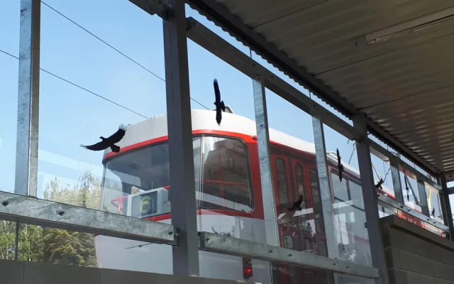 FOTO: Výluka je u konce, tramvají opět dojedeme až na Novou Ulici