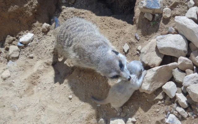 FOTO: V olomoucké zoo mají důvod k radosti, narodila se tam tři mláďata surikat