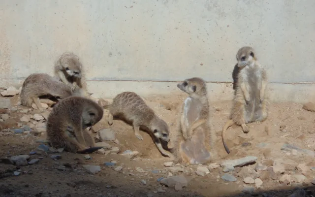 FOTO: V olomoucké zoo mají důvod k radosti, narodila se tam tři mláďata surikat