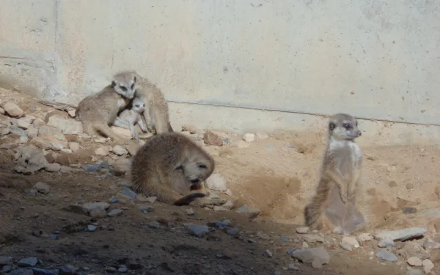 FOTO: V olomoucké zoo mají důvod k radosti, narodila se tam tři mláďata surikat
