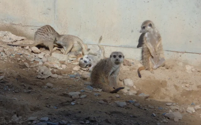 FOTO: V olomoucké zoo mají důvod k radosti, narodila se tam tři mláďata surikat
