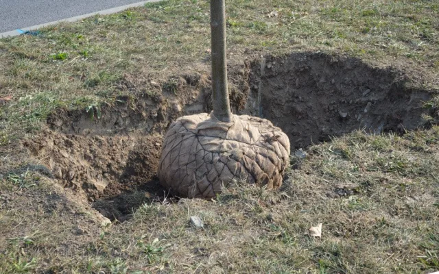 FOTO: V Prostějově vznikla nová lipová alej
