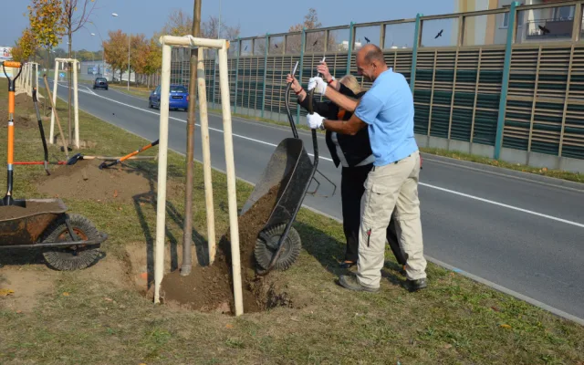 FOTO: V Prostějově vznikla nová lipová alej