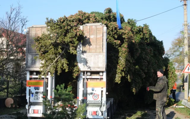 FOTO/VIDEO: Na náměstí už stojí vánoční stromeček. Jméno se dozvíme při pátečním rozsvěcení