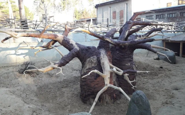 FOTO/VIDEO: Medojedi si zvykají v olomoucké zoo, která představila nový baobab