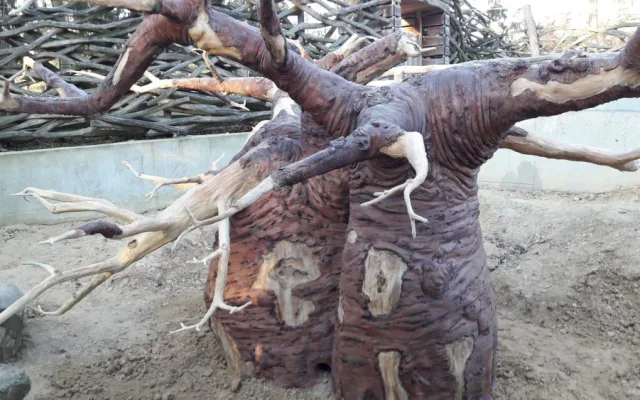 FOTO/VIDEO: Medojedi si zvykají v olomoucké zoo, která představila nový baobab