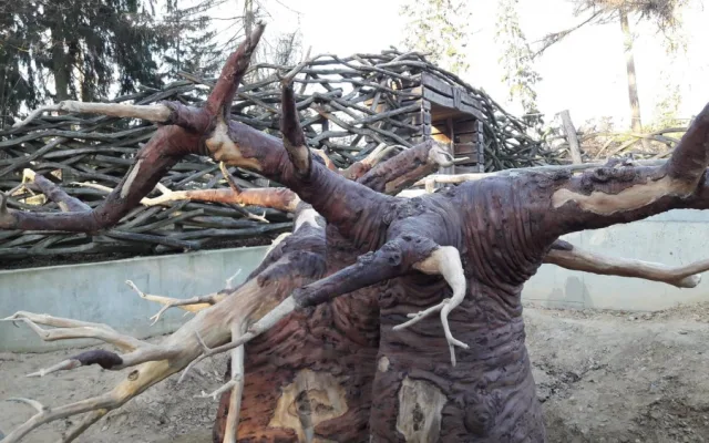 FOTO/VIDEO: Medojedi si zvykají v olomoucké zoo, která představila nový baobab