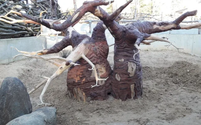 FOTO/VIDEO: Medojedi si zvykají v olomoucké zoo, která představila nový baobab