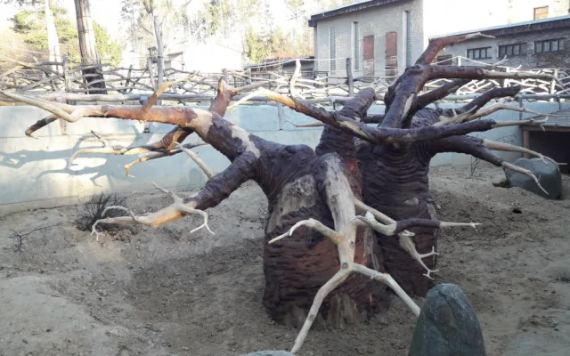 FOTO/VIDEO: Medojedi si zvykají v olomoucké zoo, která představila nový baobab