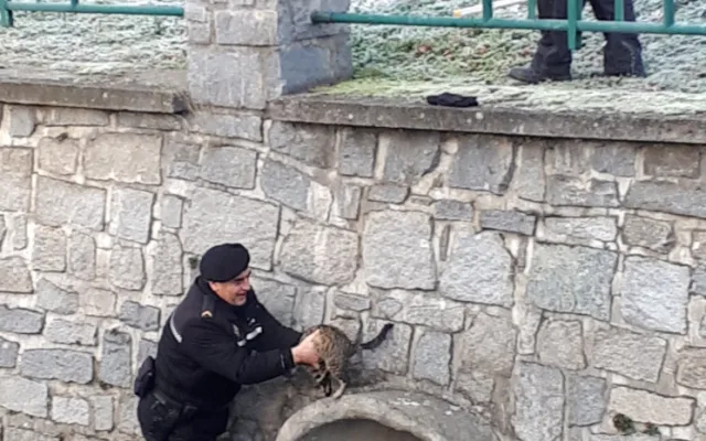 FOTO: Kočka uvízla v korytě řeky, ven jí pomohli strážníci
