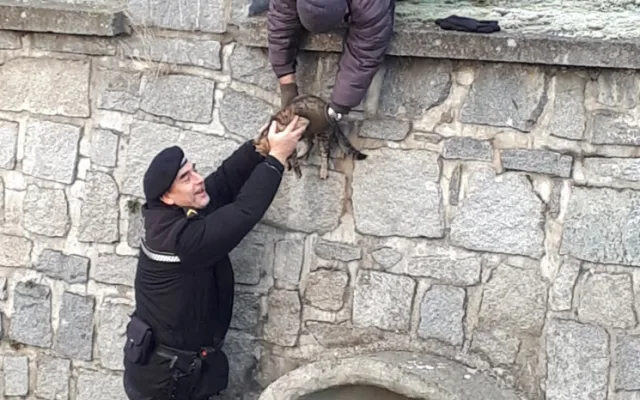 FOTO: Kočka uvízla v korytě řeky, ven jí pomohli strážníci