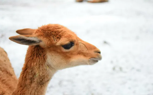 Den s ošetřovatelem: Zoo má dvě tváře. Ta druhá se ukazuje, když jdeme domů