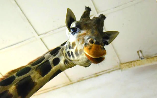 Den s ošetřovatelem: Zoo má dvě tváře. Ta druhá se ukazuje, když jdeme domů