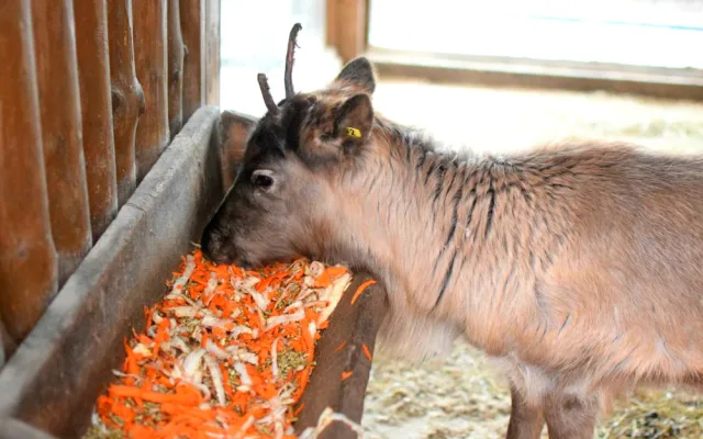 Den s ošetřovatelem: Zoo má dvě tváře. Ta druhá se ukazuje, když jdeme domů