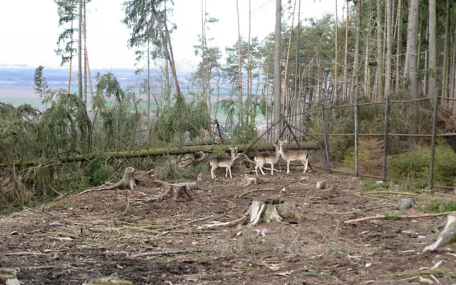 AKTUÁLNĚ: Olomoucká zoologická zahrada zůstává kvůli kalamitě zavřená