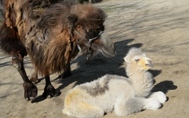 FOTO: V olomoucké zoo se téměř po dvaceti letech narodilo mládě velblouda