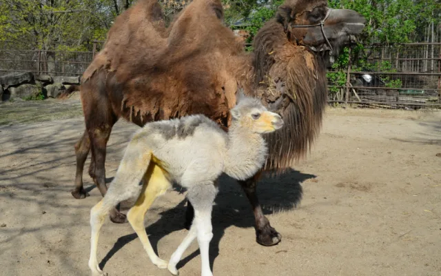 FOTO: V olomoucké zoo se téměř po dvaceti letech narodilo mládě velblouda