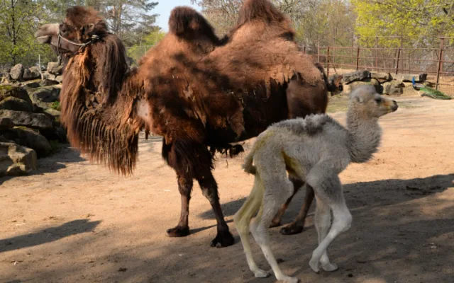 FOTO: V olomoucké zoo se téměř po dvaceti letech narodilo mládě velblouda