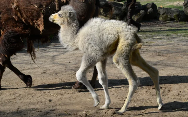 FOTO: V olomoucké zoo se téměř po dvaceti letech narodilo mládě velblouda