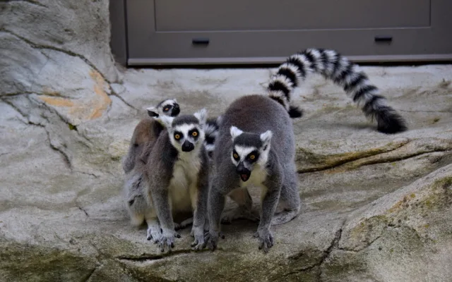 FOTO/VIDEO: Olomoucká zoo dnes poprvé ukázala nové lemuří přírůstky